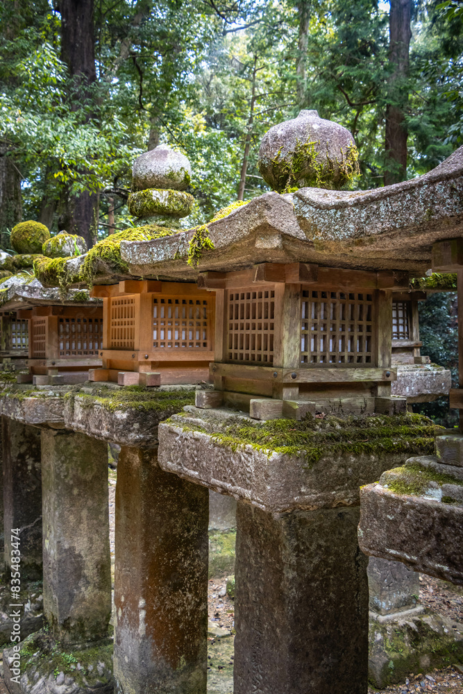 kasuga taisha shrine, nara, temple, lanterns, moss, stone lanterns, park, japan, asia kasuga taisha shrine, nara, temple, lanterns, moss, stone lanterns, park, japan, asia