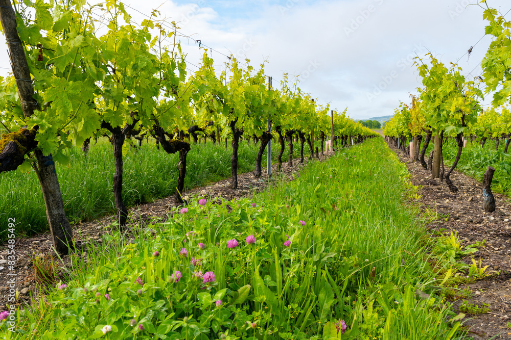 Naklejka premium Summer on vineyards of Cognac white wine region, Charente, white ugni blanc grape uses for Cognac strong spirits distillation, France, Grand Champagne region