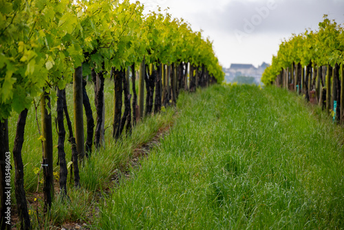 Summer on vineyards of Cognac white wine region, Charente, white ugni blanc grape uses for Cognac strong spirits distillation, France, Grand Champagne region photo