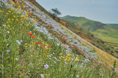 Spring flowers on the high hills of Kahenya, vast green plains, unique colors of the spring valley, travel to popular places in Georgia photo