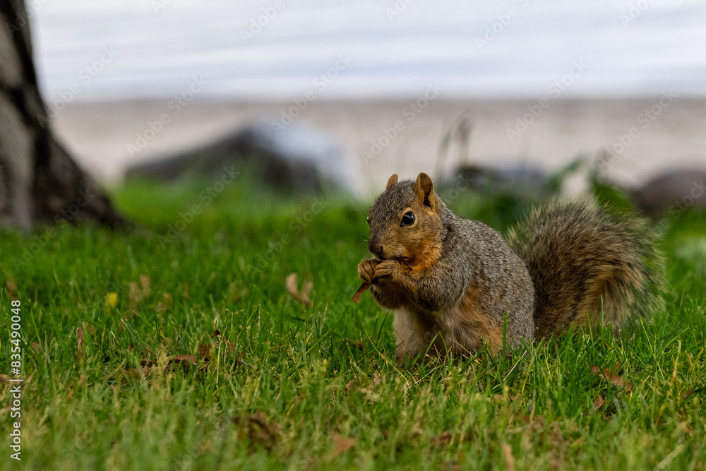 Squirrel in the park eating Squirrel in the park eating