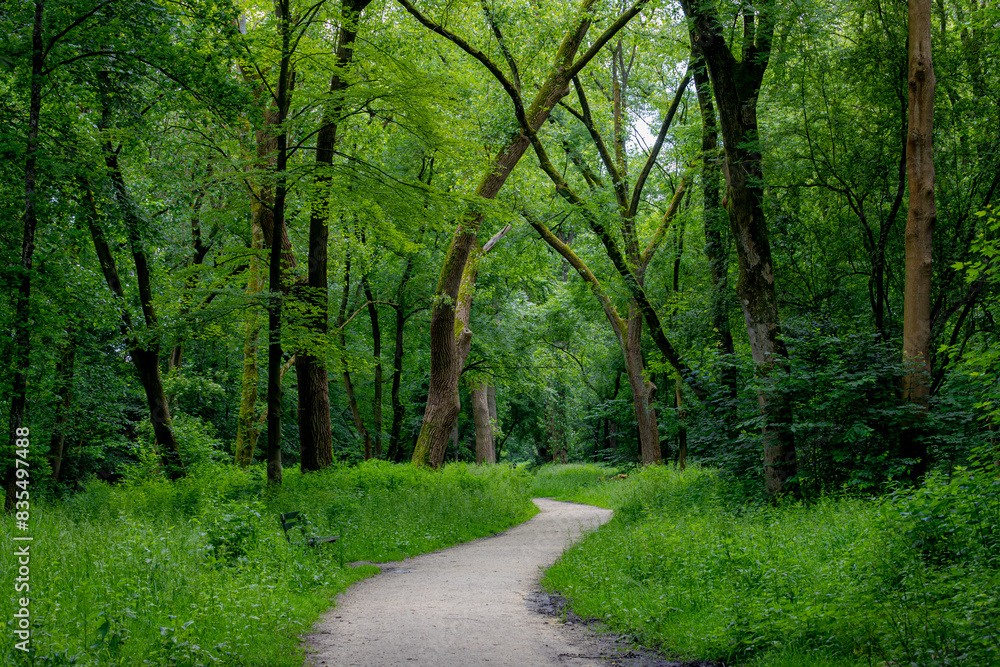 Park and outdoor concept, Spring landscape with pathway into through the wood, New young green leaves on twig in the forest, Rows of big trees trunks along the walkways, Nature greenery background. Park and outdoor concept, Spring landscape with pathway into through the wood, New young green leaves on twig in the forest, Rows of big trees trunks along the walkways, Nature greenery background.