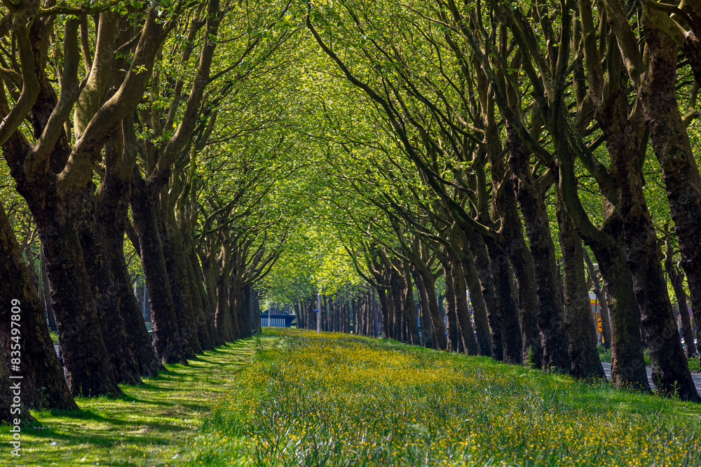 Naklejka premium Yellow flowers buttercup growing in between the road with tree trunks as tunnel, Spring landscape with new green leaves brances of the trees along the both side of the street, Nature floral background