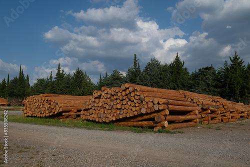 Felled trees stacked in the forest store photo