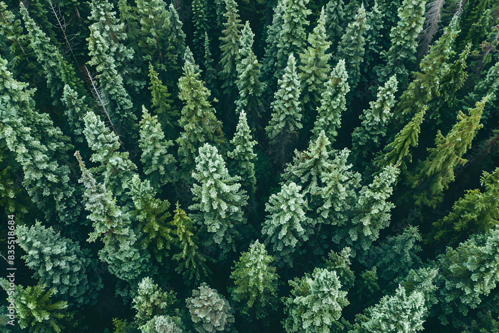 The aerial perspective captures a dense pine forest teeming with numerous trees The aerial perspective captures a dense pine forest teeming with numerous trees