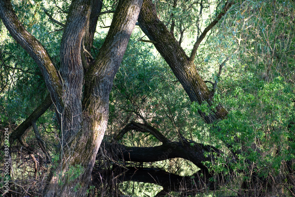A calm forest landscape with intertwining tree trunks growing in the water and bright green foliage flooded with gentle sunlight A calm forest landscape with intertwining tree trunks growing in the water and bright green foliage flooded with gentle sunlight