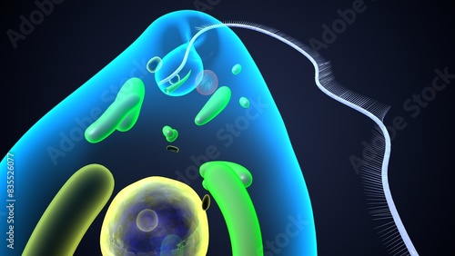 Photos euglena reproduction anatomy. 3d render