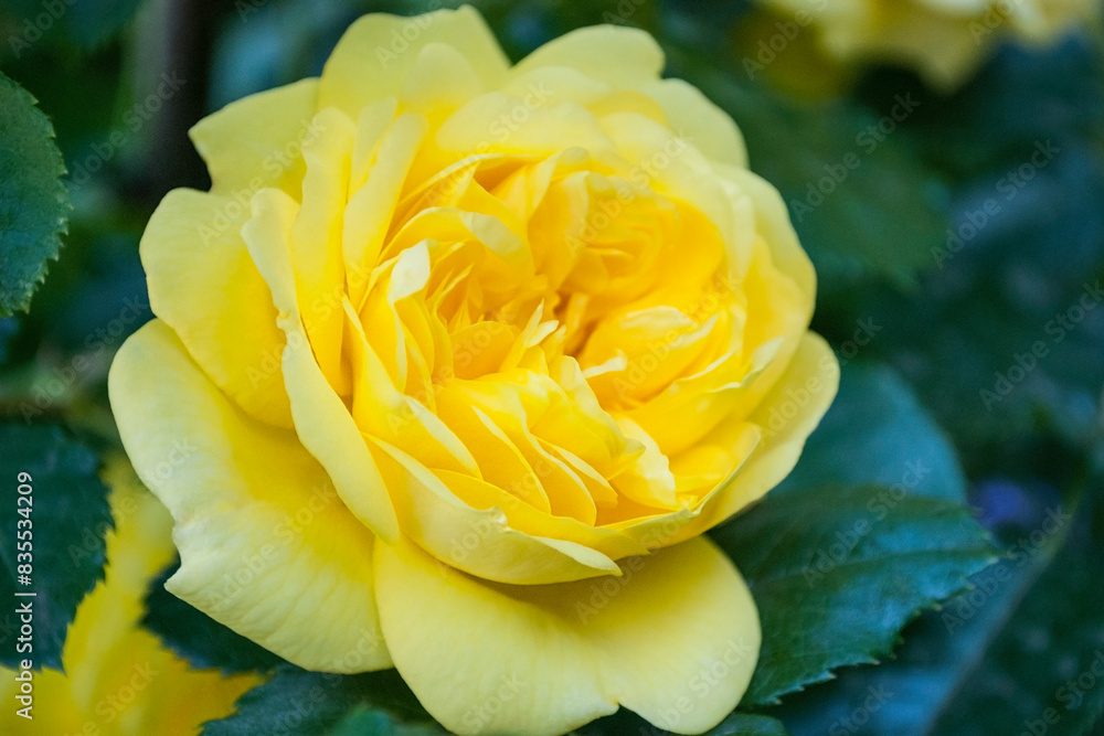 yellow rose in the garden yellow rose in the garden