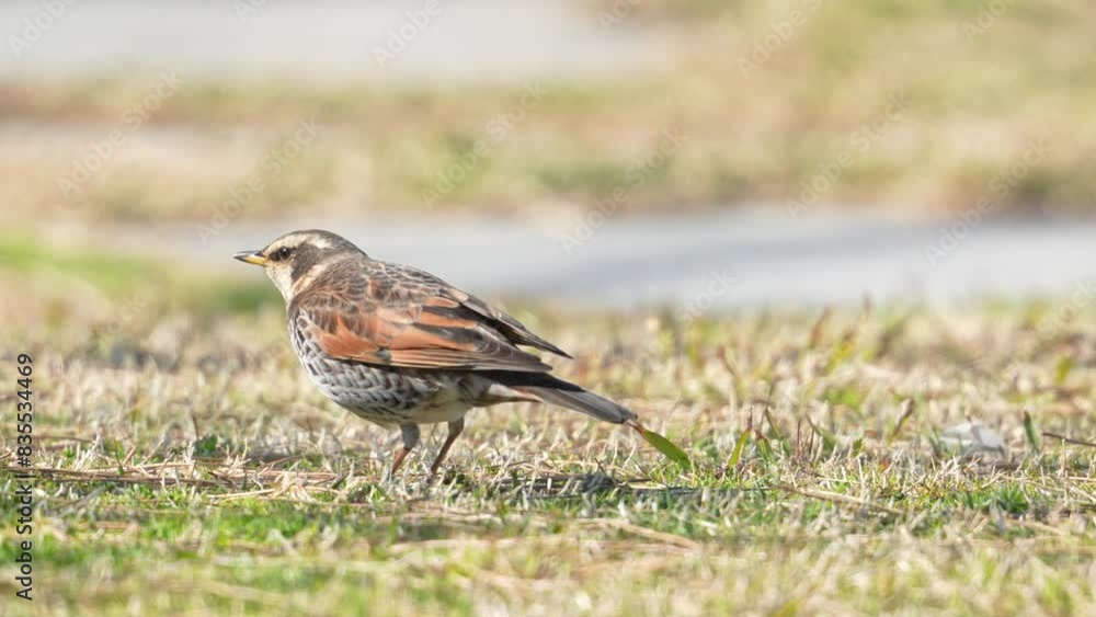 dusky thrush in a forest dusky thrush in a forest