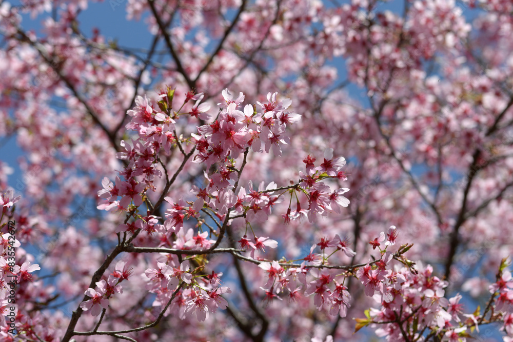 Obraz premium オカメ 桜の花