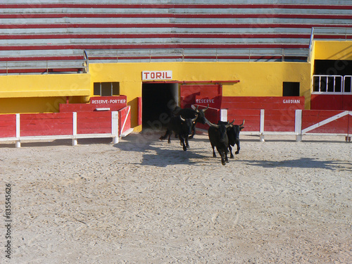 Bullfighting or tauromachy photo