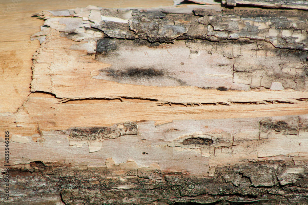 Obraz premium old wood texture