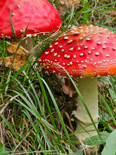 mushroom, red mushroom, fly agaric, poisonous mushroom photo