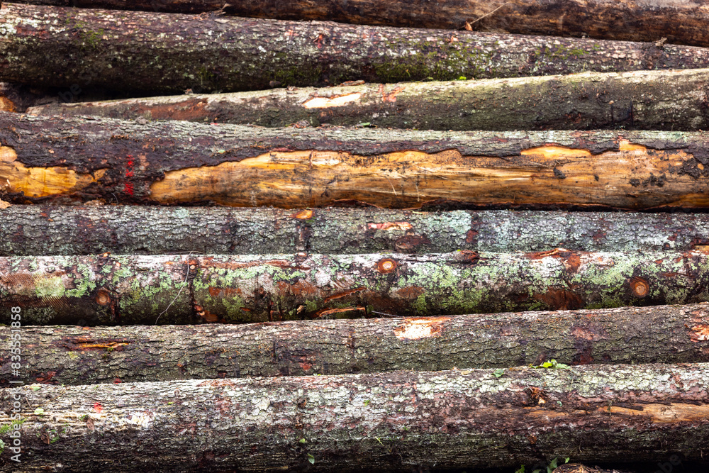 Pile of large logs on the forest floor Pile of large logs on the forest floor