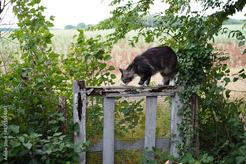 Chat sur une barrière