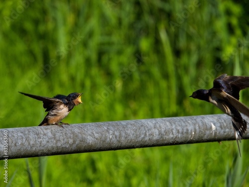 Canvas Print two birds that are standing on some iron pipes with grass in the background