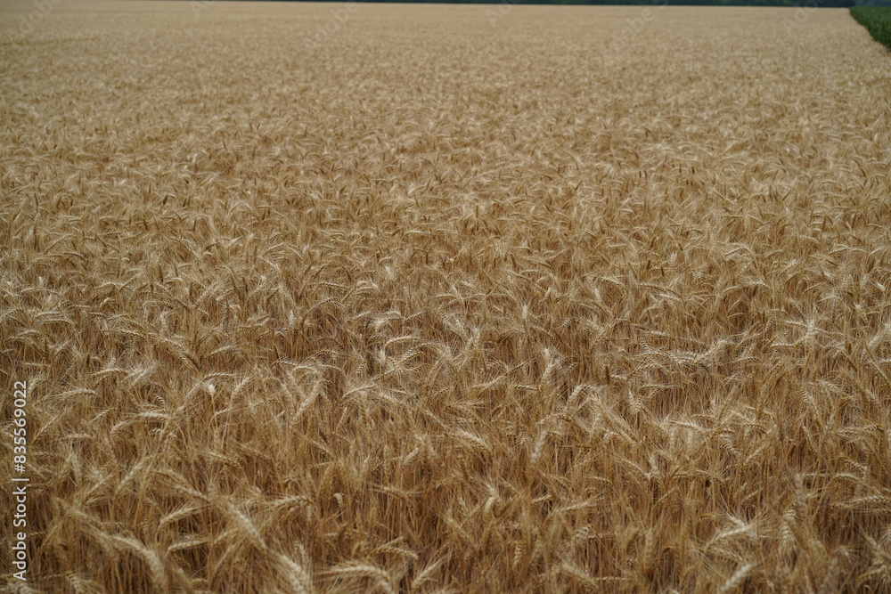 Champ de blé