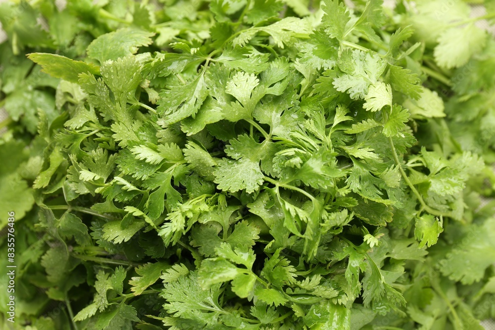 Fresh green coriander leaves as background, top view Fresh green coriander leaves as background, top view