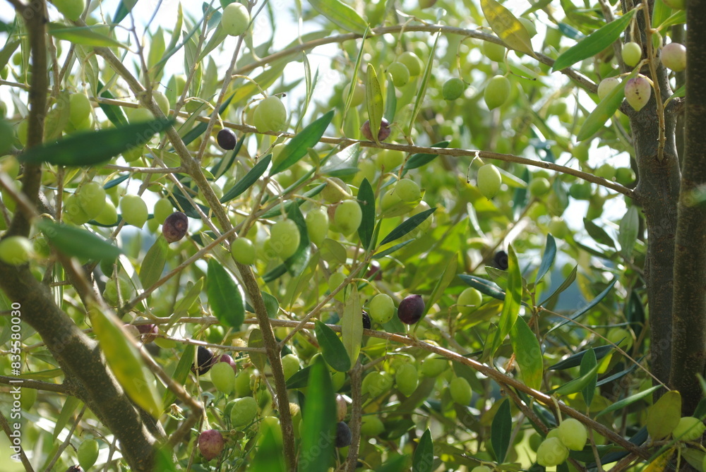 Green and ripe koroneiki olives on tree Green and ripe koroneiki olives on tree