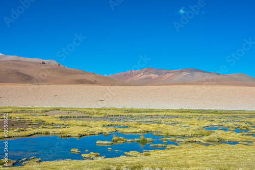 View of Bofedal de Quepiaco in the Salar de Aguas Calientes (Aguas Calientes Salt Flat) at the Route of the Salt Flats - Atacama, Chile photo