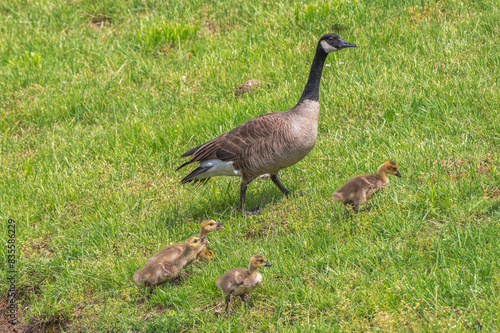 Canada geese.