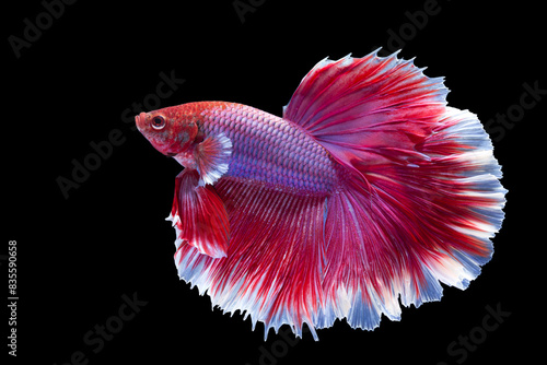 The moving moment beautiful of betta fish .Capture the moving moment of white siamese fighting fish isolated on black background