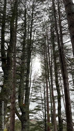 tall trees in the forest