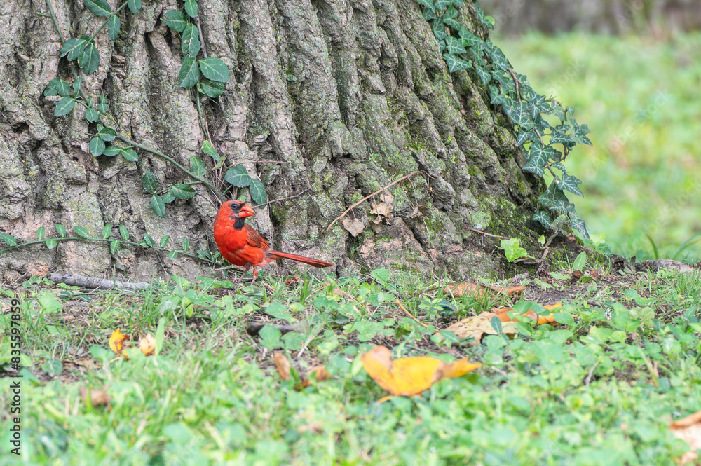 Closeup of a male northern cardinal. Closeup of a male northern cardinal.