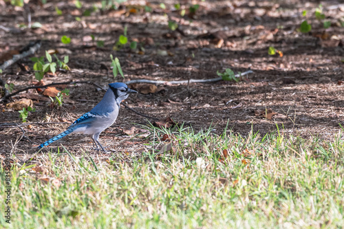 Closeup of a bluejay.