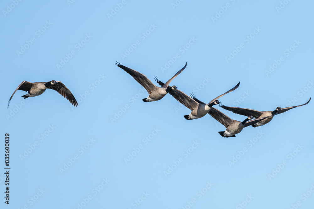 Obraz premium Canada geese in flight.