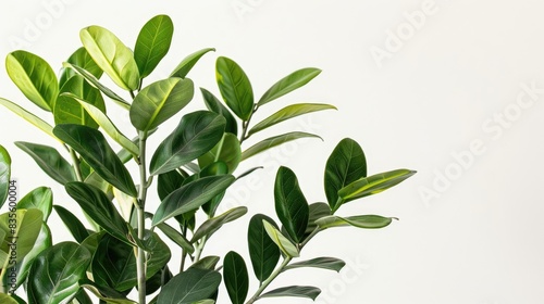 Zamioculcas indoor plant displayed against a white backdrop