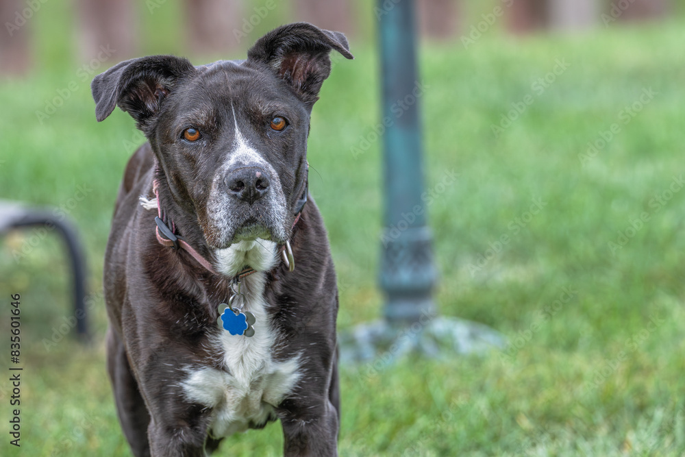 Pit bull senior dog. Pit bull senior dog.