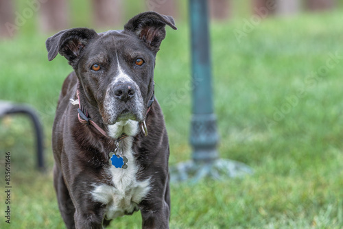 Pit bull senior dog.