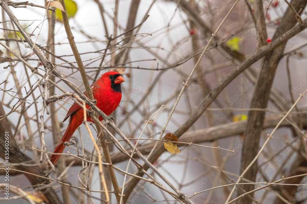 Obraz premium Male northern cardinal.
