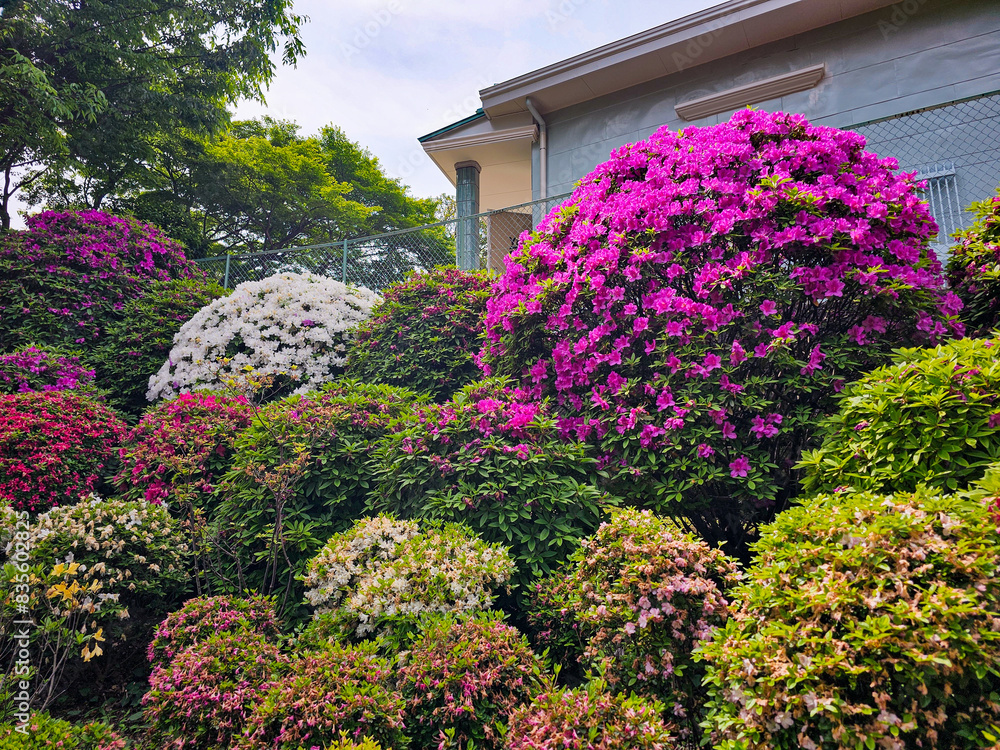 Azalea Azalea