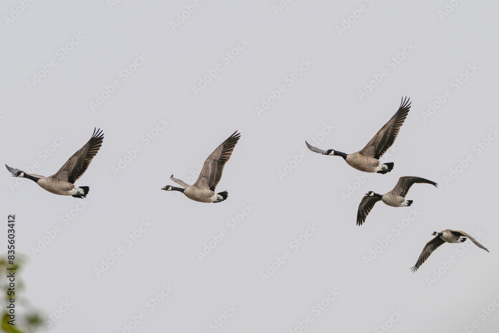 Fototapeta premium Flock of Canada geese in flight.