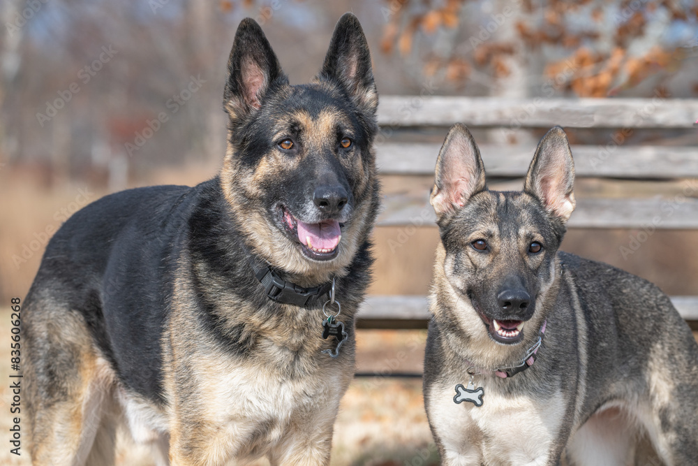 Pair of German shepherds. Pair of German shepherds.