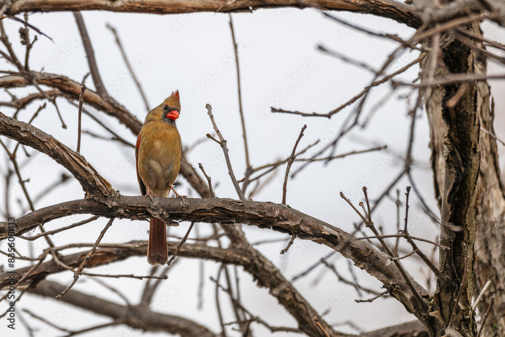 Closeup of a male northern cardinal. Closeup of a male northern cardinal.