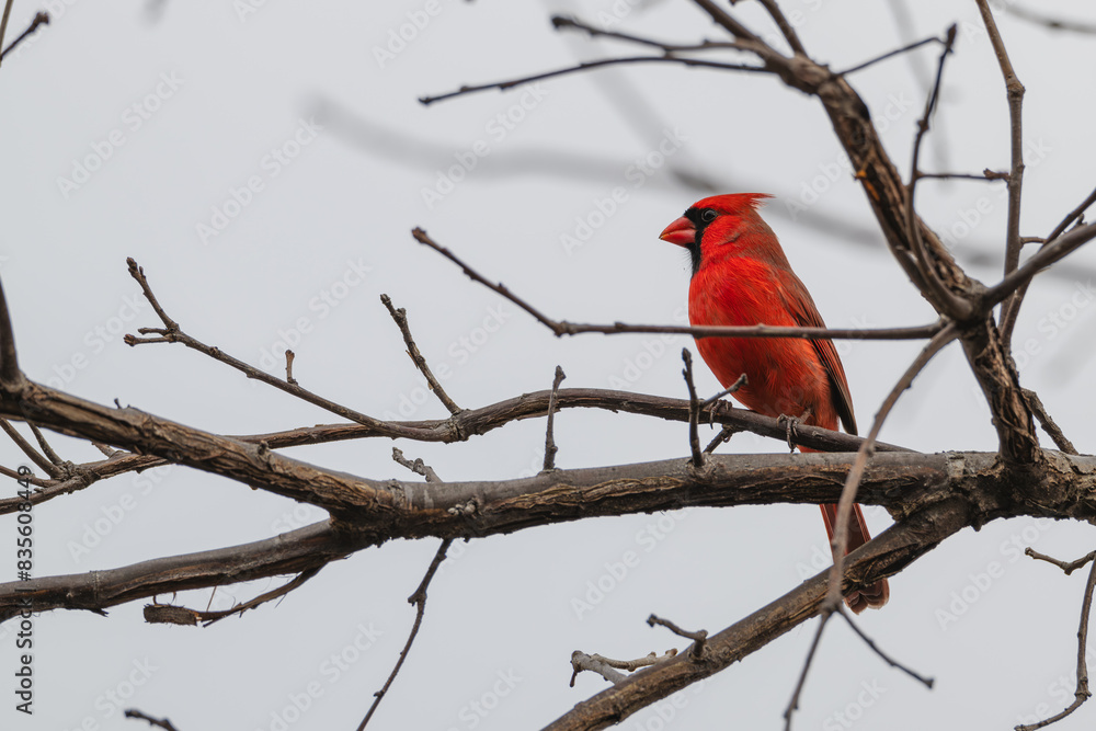 Closeup of a male northern cardinal. Closeup of a male northern cardinal.