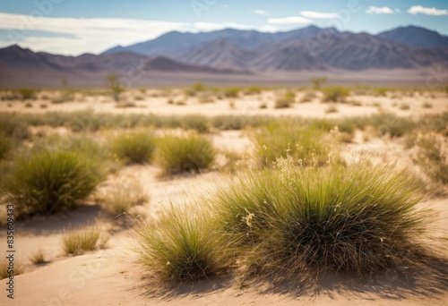 a desert background with some grasses in the sprin
