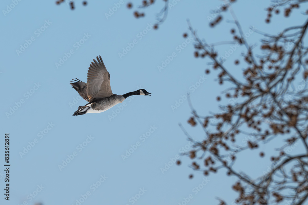 Obraz premium Canada geese in flight.