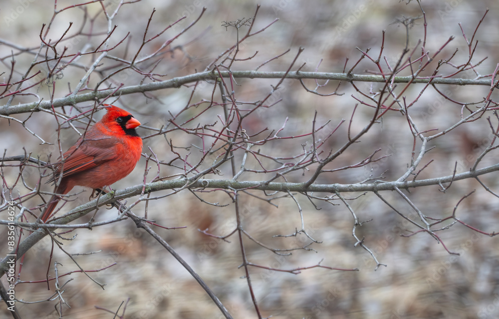 Male northern cardinal perched in a tree. Male northern cardinal perched in a tree.