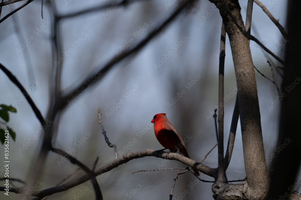Male northern cardinal perched in a tree. Male northern cardinal perched in a tree.