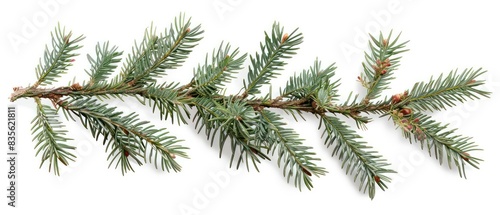 evergreen pine tree branch isolated on a white background 