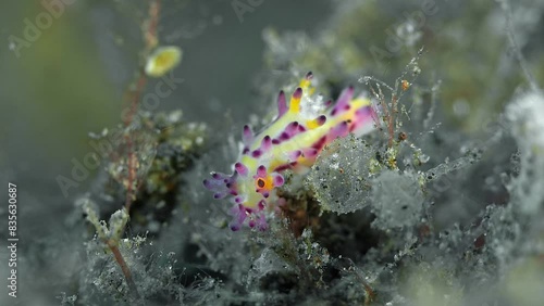 A brightly coloured nudibranch sits on the seaweed-covered bottom of the sea and eats.
Shaggy Aegires (Aegires villosus) 12 mm. ID: tubercles with globular red or dark purple tips. photo