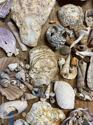 Still life of Sea Shells photo