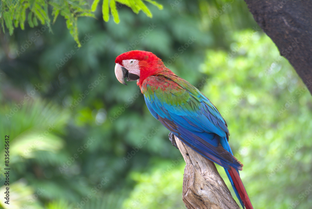 Fototapeta premium red marco parrot Perched on a branch in a rich, green forest.