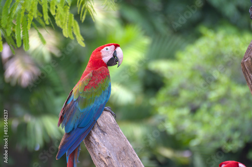 red marco parrot perched on a branch Solitary, alone.
