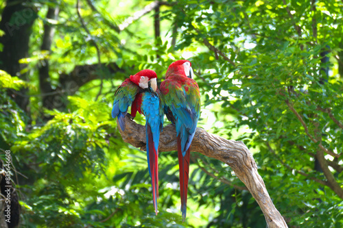 red marco parrot perched on a branch and cleaning feathers.
