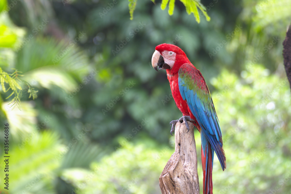 Fototapeta premium red marco parrot perched on a branch Live alone.